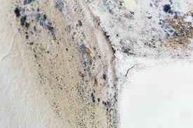 Best Black Mold Removal  in USA